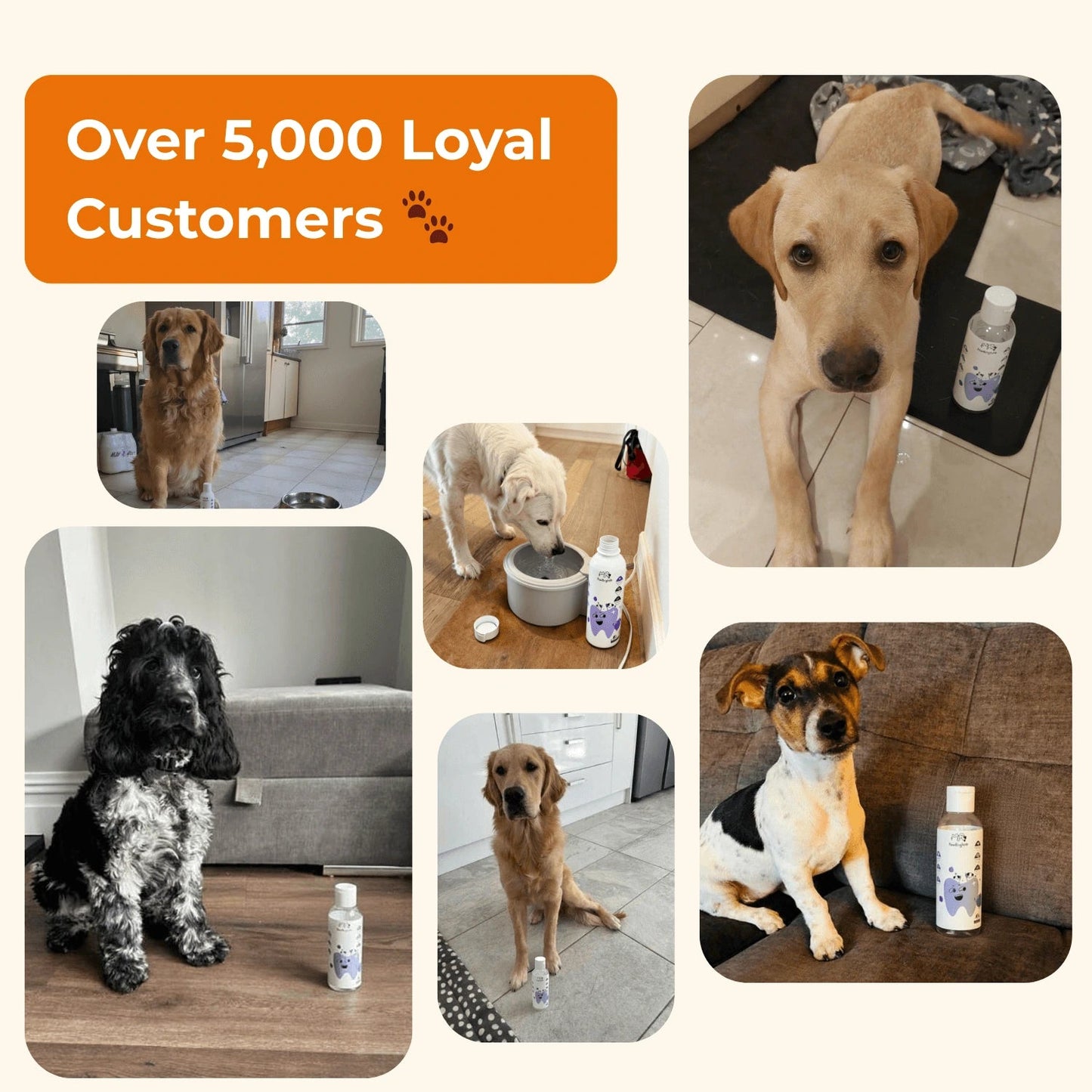 Nivora™ | Calm Dental Care